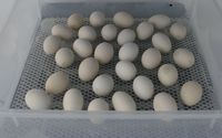 Eier im Ei-Inkubator
