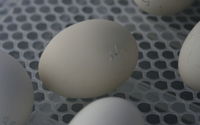 Bild von einem Ei, bei dem das erste Küken die Schale aufpickt